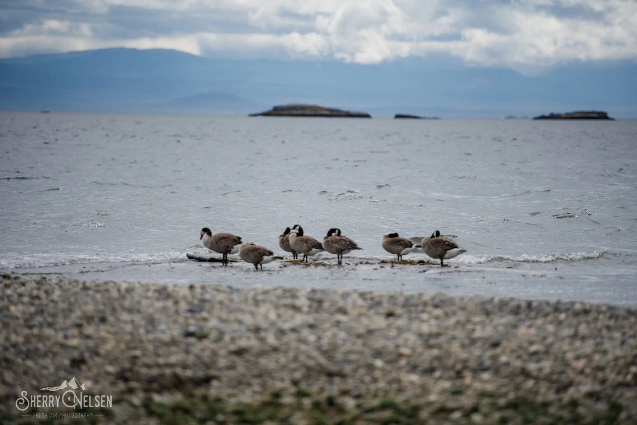 the ever present Canadian geese congregate along the ocean's edge in West Sechelt BC