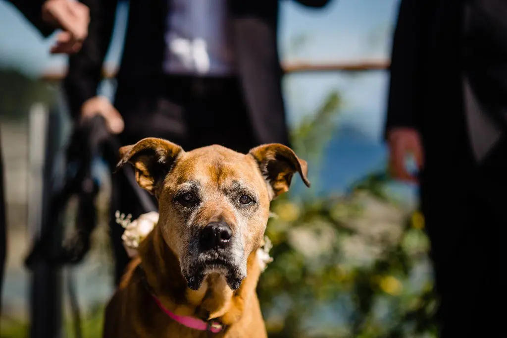 photo of dog ring bearer