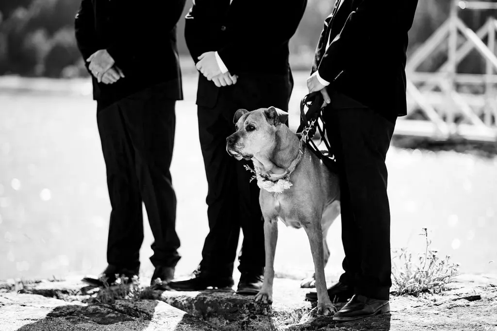 groomsman and dog ring bearer