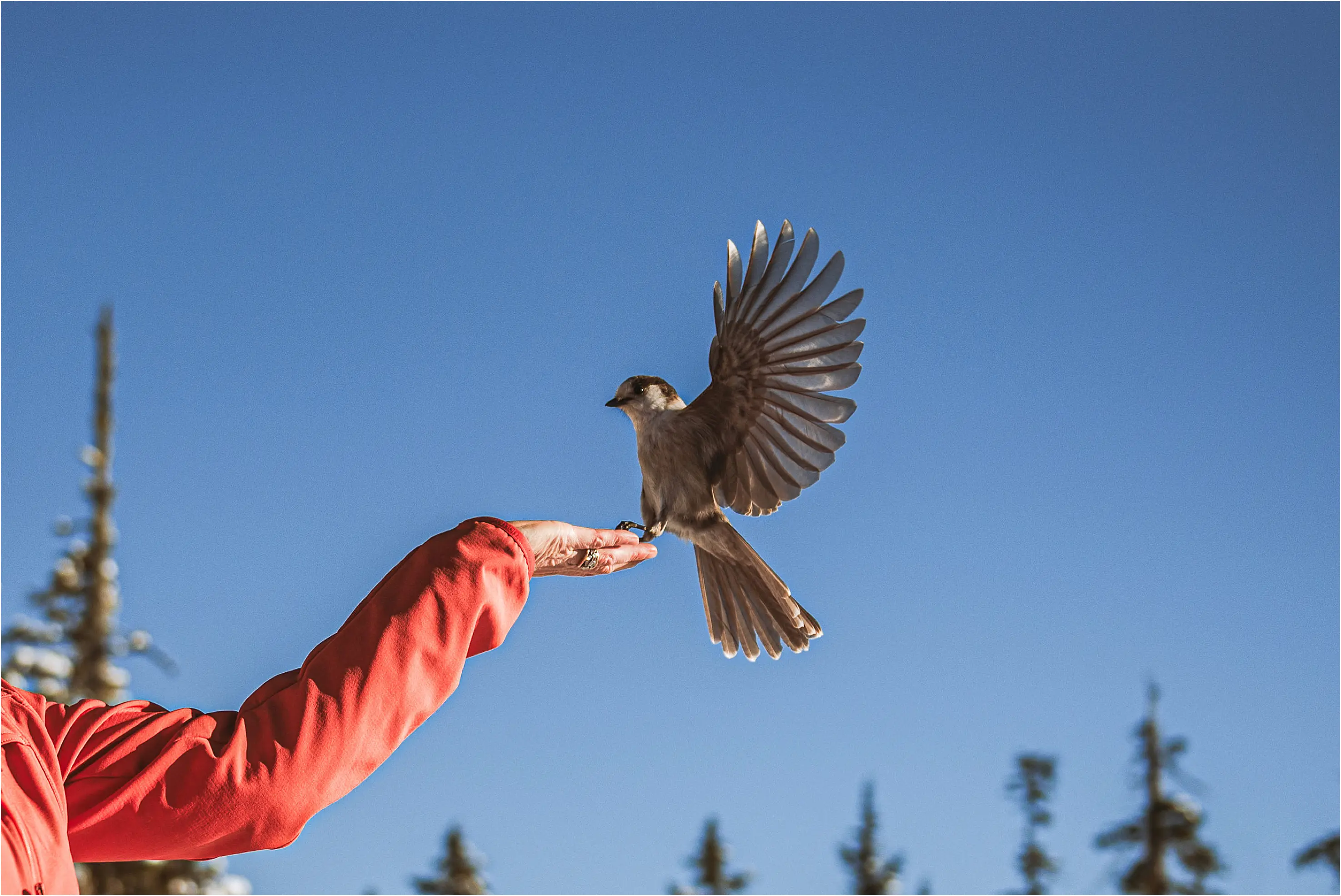 A Gray Jay lands on a girls hand to grab a treat